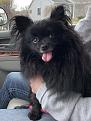 This is Bella. She's a six year old Pomeranian we just got from a rescue.